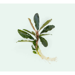 БУЦЕФАЛАНДРА АРТЕМИС - Bucephalandra Artemis