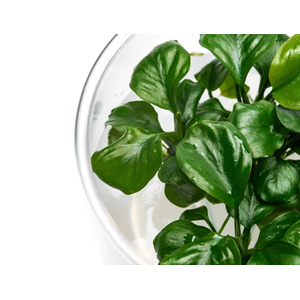 АНУБИАС БАРТЕРИ КРУГЛЫЙ ЛИСТ