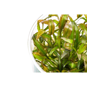 КРИПТОКОРИНА ВАЛЛИСИ - Cryptocoryne wallisii