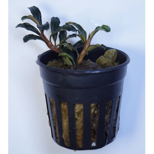 БУЦЕФАЛАНДРА ГРАППА КРАСНАЯ МИНИ - Bucephalandra 'Grappa Red Mini'