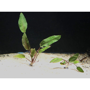КРИПТОКОРИНА ТРОПИКА - Cryptocoryne Tropica