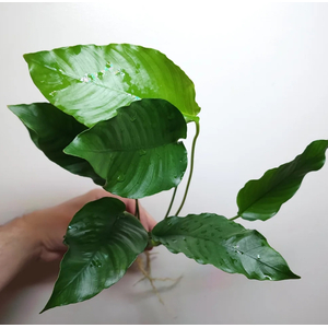 АНУБИАС БАРТЕРА КРИСПУС - Anubias barteri crispus