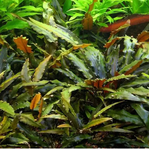 КРИПТОКОРИНА УНДУЛАТА - Cryptocoryne undulata