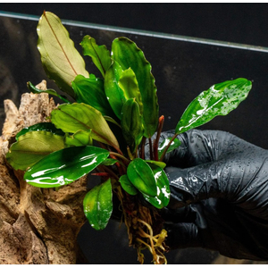 БУЦЕФАЛАНДРА ЗЕЛЕНАЯ БРОАД ЛИФ