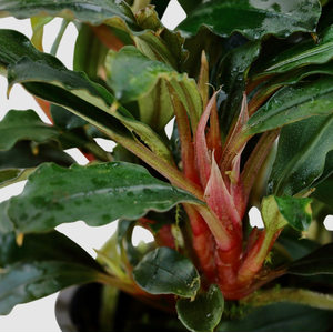 БУЦЕФАЛАНДРА КРАСНАЯ МИНИ