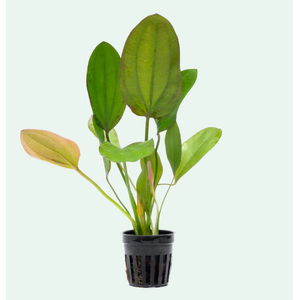 ЭХИНОДОРУС ИМПАЙ - Echinodorus Impai