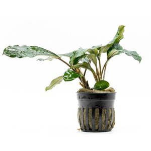 БУЦЕФАЛАНДРА ЗЕЛЕНАЯ БРОАД ЛИФ