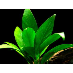 АНУБИАС ЛАНЦЕТОВИДНЫЙ