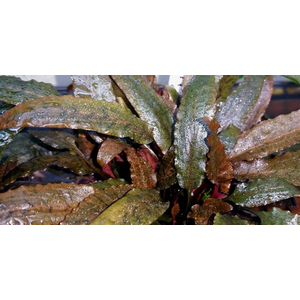 КРИПТОКОРИНА МИ ОЙЯ - Cryptocoryne wendtii Ми Oya