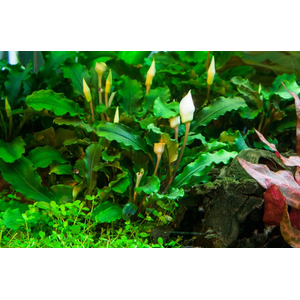 БУЦЕФАЛАНДРА ЗЕЛЕНАЯ ВОЛНА