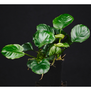 АНУБИАС БАРТЕРИ КРУГЛЫЙ ЛИСТ