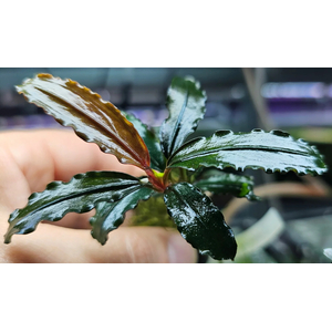 БУЦЕФАЛАНДРА АРТЕМИС