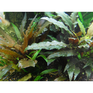 КРИПТОКОРИНА УНДУЛАТА - Cryptocoryne undulata