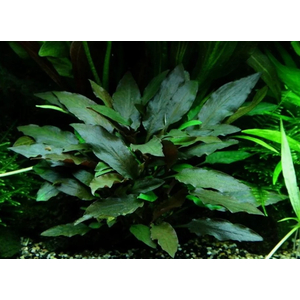 КРИПТОКОРИНА БЕККЕТТИ - Cryptocoryne beckettii
