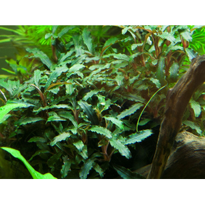 БУЦЕФАЛАНДРА КРАСНАЯ МИНИ