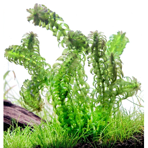 ЭЛОДЕЯ ДЕНСА - Elodea densa