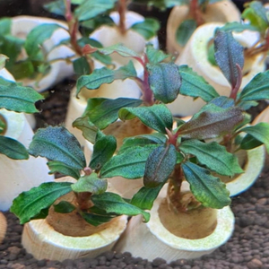 БУЦЕФАЛАНДРА БРАУНИ КАПУАС - bucephalandra kapuas brownie