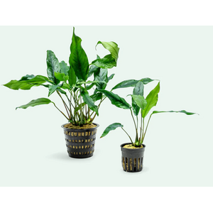 АНУБИАС МИНИМА