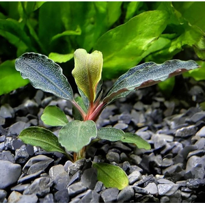 БУЦЕФАЛАНДРА ГРАППА КРАСНАЯ МИНИ - Bucephalandra 'Grappa Red Mini'