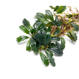 БУЦЕФАЛАНДРА ТИТАН - Bucephalandra Titan