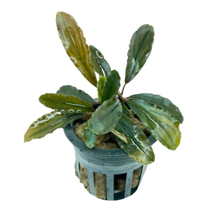 БУЦЕФАЛАНДРА АЛАМАНДА - Bucephalandra alamanda