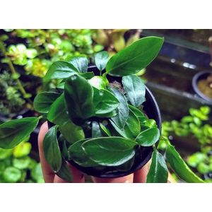 АНУБИАС НАНА ПАКСИНГ КОМПАКТ