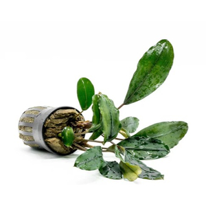 БУЦЕФАЛАНДРА ЗЕЛЕНАЯ БРОАД ЛИФ