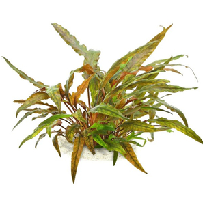 КРИПТОКОРИНА УНДУЛАТА - Cryptocoryne undulataКРИПТОКОРИНА УНДУЛАТА - Cryptocoryne undulata