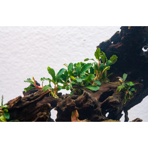 БУЦЕФАЛАНДРА АРТЕМИС