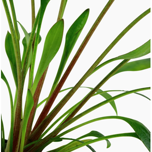 КРИПТОКОРИНА ВАЛЛИСИ - Cryptocoryne wallisii