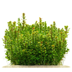 РОТАЛА ИНДИЙСКАЯ - Rotala indica