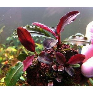 БУЦЕФАЛАНДРА ГРАППА КРАСНАЯ МИНИ - Bucephalandra 'Grappa Red Mini'