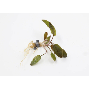 КРИПТОКОРИНА ТРОПИКА - Cryptocoryne Tropica