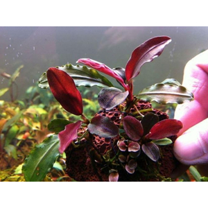 БУЦЕФАЛАНДРА КРАСНАЯ МИНИ - Bucephalandra red mini
