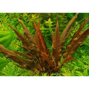 КРИПТОКОРИНА МИ ОЙЯ - Cryptocoryne wendtii Ми Oya