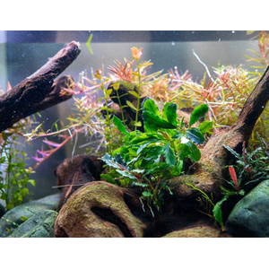 БУЦЕФАЛАНДРА ТИТАН - Bucephalandra Titan