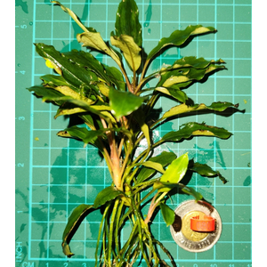 БУЦЕФАЛАНДРА ЯБЛОЧНЫЙ ЛИСТ - Bucephalandra apple leaf