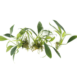 АНУБИАС ЛАНЦЕТОВИДНЫЙ