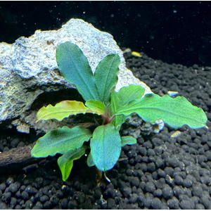 БУЦЕФАЛАНДРА АРТЕМИС