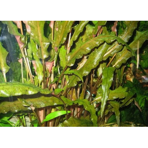 КРИПТОКОРИНА МИ ОЙЯ - Cryptocoryne wendtii Ми Oya