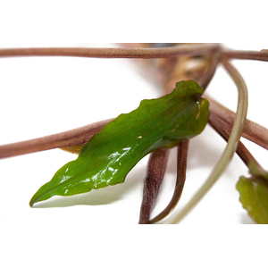 КРИПТОКОРИНА УНДУЛАТА - Cryptocoryne undulata