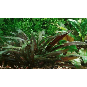 КРИПТОКОРИНА БЕККЕТТИ - Cryptocoryne beckettii