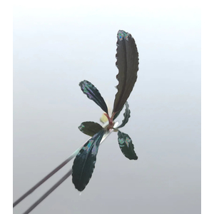 БУЦЕФАЛАНДРА ЦЕННАЯ - Bucephalandra Cherish