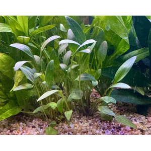 КРИПТОКОРИНА ВАЛЛИСИ - Cryptocoryne wallisii