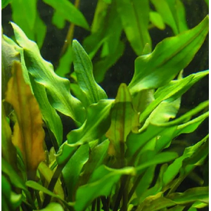 КРИПТОКОРИНА ЛЮТЕЯ - Cryptocoryne lutea