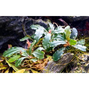 БУЦЕФАЛАНДРА ТИТАН - Bucephalandra Titan