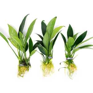 АНУБИАС ЛАНЦЕТОВИДНЫЙ