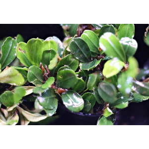 БУЦЕФАЛАНДРА ЯБЛОЧНЫЙ ЛИСТ - Bucephalandra apple leaf