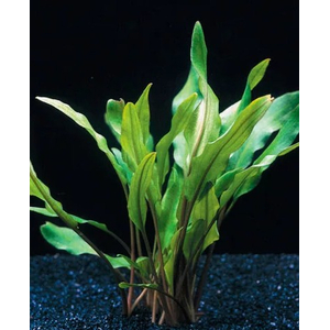 КРИПТОКОРИНА ЛЮТЕЯ - Cryptocoryne lutea