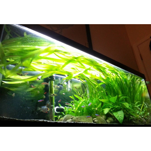 ВАЛЛИСНЕРИЯ - Vallisneria